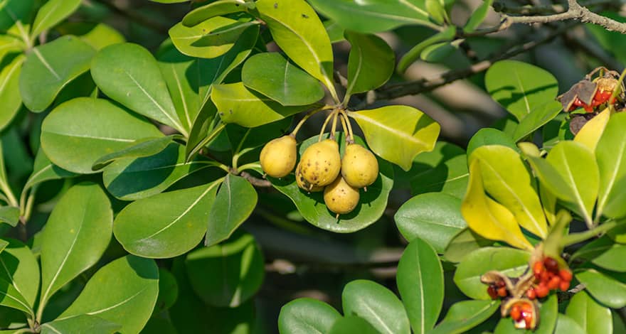 jojoba cosmetics natural organic