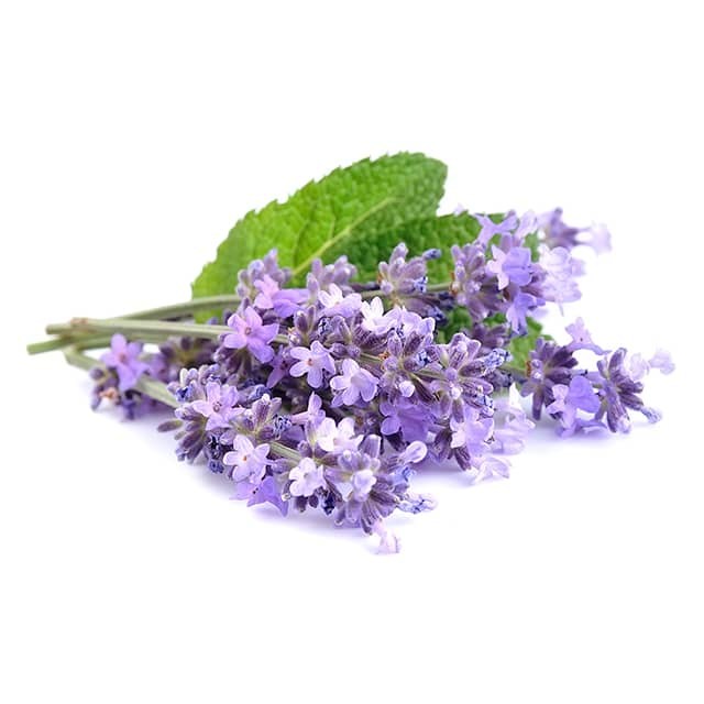 lavender